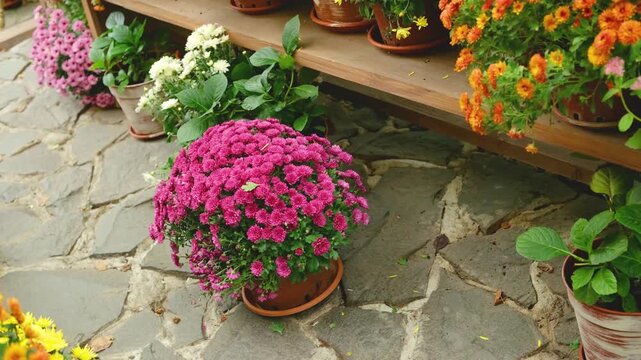 Vibrant potted chrysanthemums bloom on textured stone path creating autumn garden display.