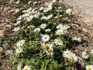 Bellis perennis Blooming on Dry Rocky Ground – Common Daisy Spring Carpet in Garden © Katie