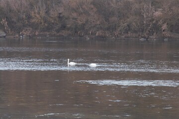 A swan swimming in a lake © parpalac
