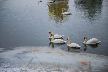 Swans on the Frozen Dniester