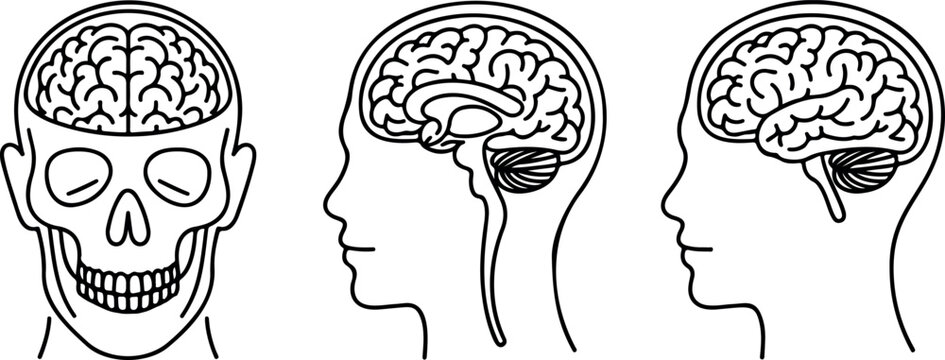 Detailed line art of human skull and brain from various angles, anatomical illustration
