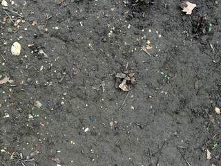 Natural ground texture, moist soil, outdoor background.