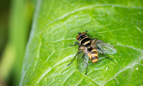 Close up of Trigonospila brevifacies  or Australian leaftoller tachinid which is a species of true fly in the family Tachinidae native to eastern Australia. This species is also found in New Zealand