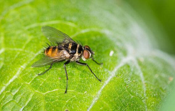Close up of Trigonospila brevifacies  or Australian leaftoller tachinid which is a species of true fly in the family Tachinidae native to eastern Australia. This species is also found in New Zealand
