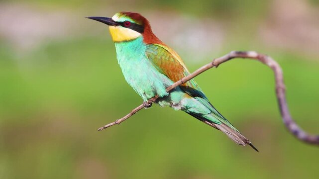 Single vibrant European bee-eater perched on a curved twig and calling out in the wild