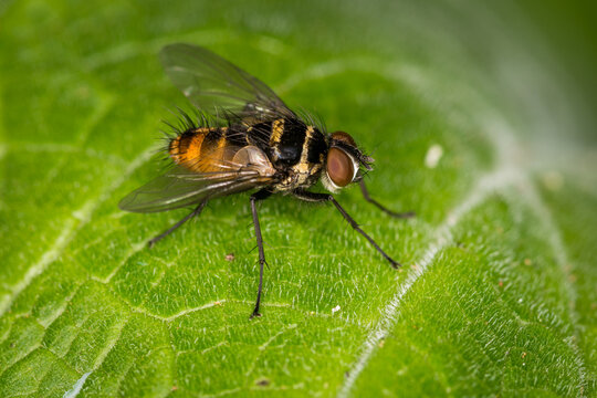 Close up of Trigonospila brevifacies  or Australian leaftoller tachinid which is a species of true fly in the family Tachinidae native to eastern Australia. This species is also found in New Zealand