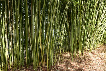 Obraz premium Bambous&nbsp;au&nbsp;jardin