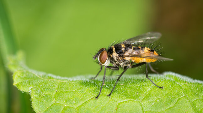 Close up of Trigonospila brevifacies  or Australian leaftoller tachinid which is a species of true fly in the family Tachinidae native to eastern Australia. This species is also found in New Zealand