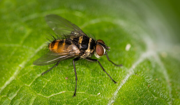 Close up of Trigonospila brevifacies  or Australian leaftoller tachinid which is a species of true fly in the family Tachinidae native to eastern Australia. This species is also found in New Zealand