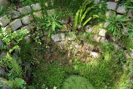 Puits&nbsp;aux&nbsp;foug&egrave;res&nbsp;au&nbsp;jardin