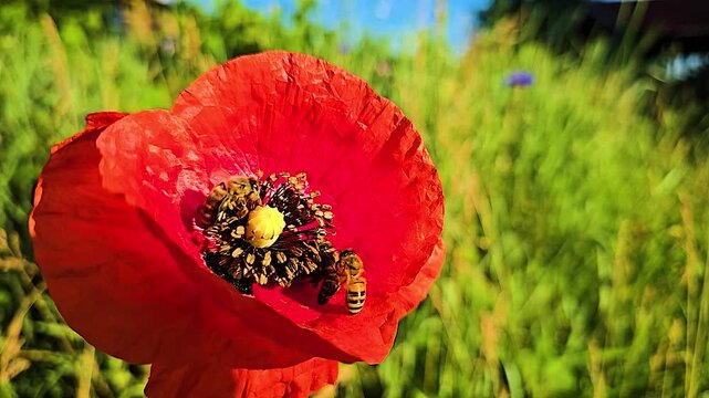Small swarm of three busy honey bees pollinating a single vivid red poppy flower