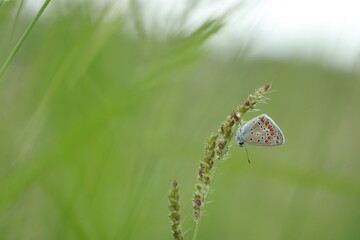 Fototapeta premium una farfalla licenide al tramonto