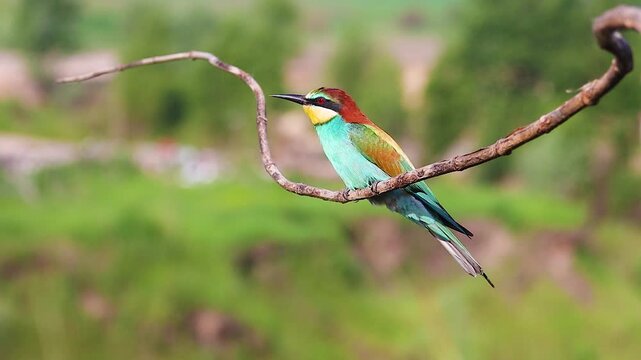 Two bee-eaters perching on a curvy twig as a third one flies into the frame