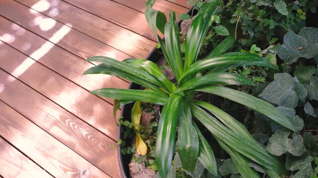 Dracaena plant leaves close up next to wood decking with dappled sunlight creating a natural outdoor scene.