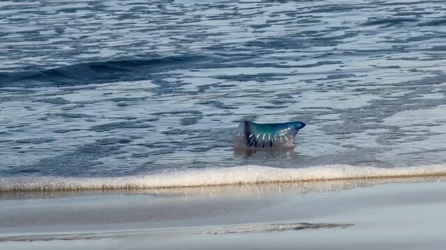 Portuguese Man O'War jellyfish tumbling in the ocean surf along the beach