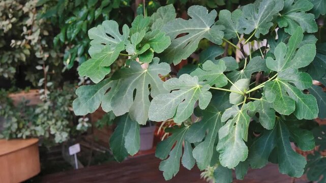 Close-up of lush green fig tree leaves with a shallow depth of field in soft outdoor light.
