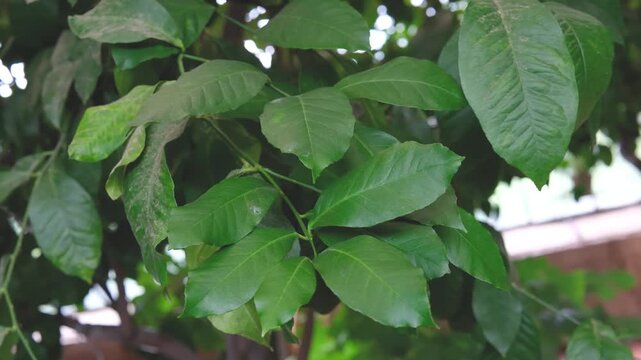 Green lush leaves on a tree branch in natural outdoor setting detail closeup