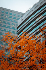 Szklane wieżowce miasta w jesień © Krystian