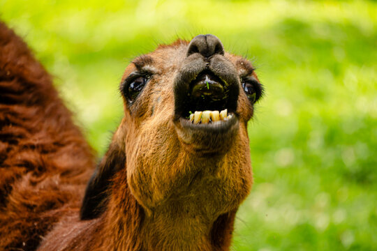 llama escupiendo en la naturaleza y fauna de los andes del Per&uacute; mam&iacute;fero con dientes ense&ntilde;&aacute;ndose a la c&aacute;mara
