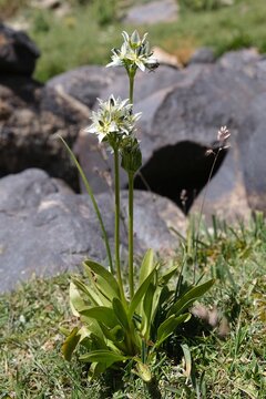 Blooming plant Swertia perennis (felwort, star swertia) met in Pamir Mountains, Tajik National Park, Tajikistan