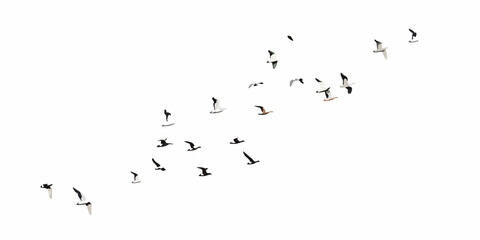 A flock of birds in flight against a bright white sky © Lolita