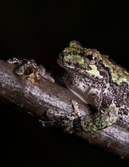 Obraz premium Gray Treefrog (Hyla Versicolor)