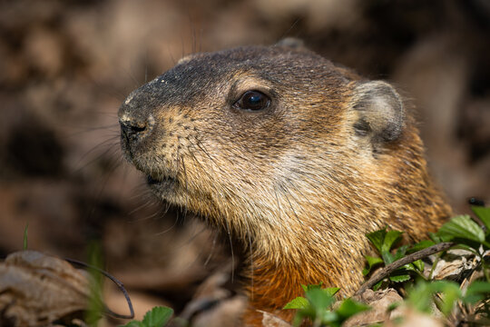 Groundhog (Marmota monax)