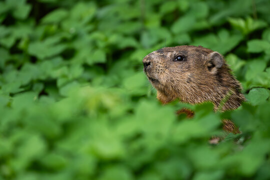 Groundhog (Marmota monax)