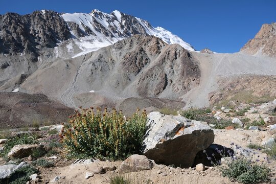 Bush of plant Rhodiola rosea (roseroot, golden root) met in Pamir Mountains, Tajik National Park, Tajikistan