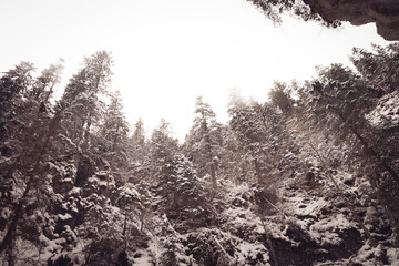 Majestatyczne górskie lasy zimą © Krystian