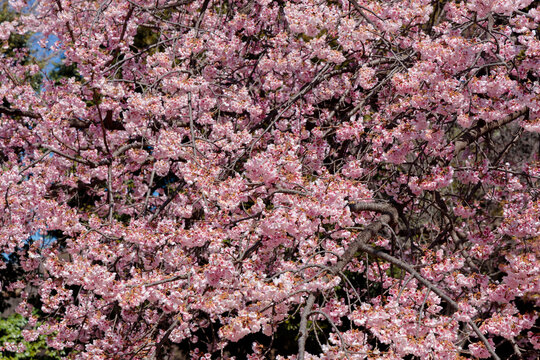 画面いっぱいの大寒桜