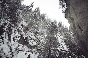 Majestatyczne górskie lasy zimą © Krystian