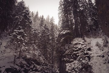 Majestatyczne górskie lasy zimą © Krystian