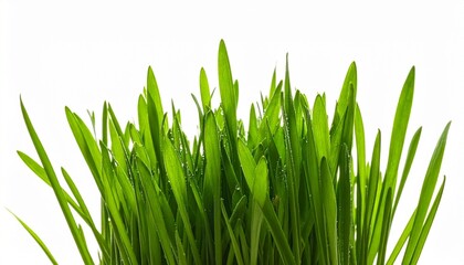 Fototapeta premium Close-Up of Vibrant Green Grass Blades