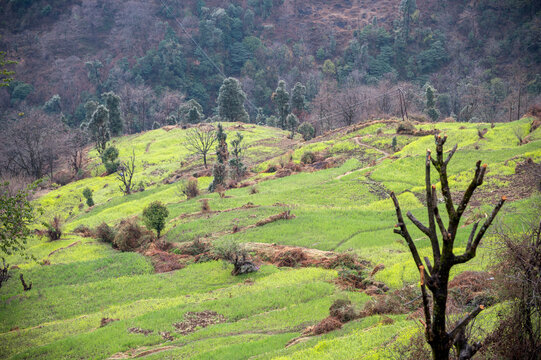 Close-up view of Triyuginarayan village in the Garhwal Himalayas, showing terrace farms, and forests of pine, oak, rhododendron, and deodar on lush mountain slopes.