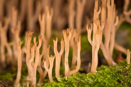 Close up of a coral fungi, Ramaria ambigua, on forest floor
