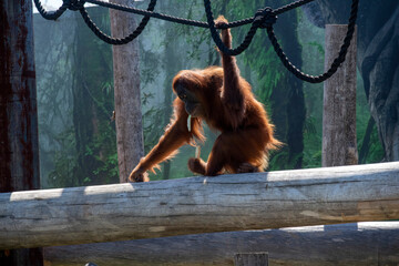 Sumatran Orangutan (Pongo abelii) © Tara