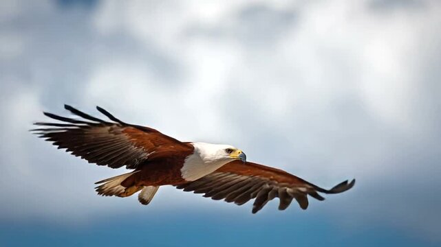 Majestic eagle soaring against a blue sky backdrop