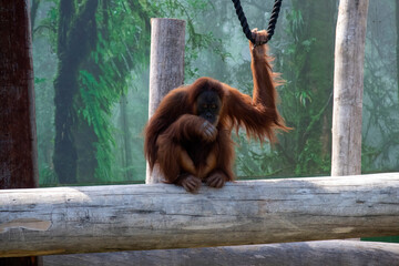 Sumatran Orangutan (Pongo abelii) © Tara