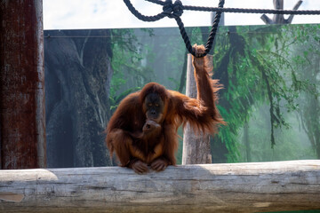 Sumatran Orangutan (Pongo abelii) © Tara