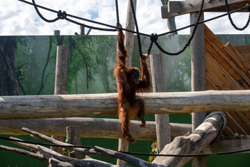 Sumatran Orangutan (Pongo abelii) © Tara