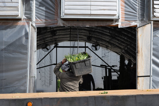 A worker carrying a bin of harvested hemp into an agricultural processing structure
