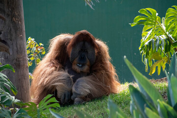 Sumatran Orangutan (Pongo abelii) © Tara