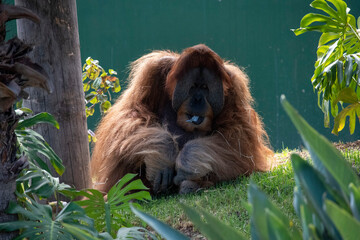 Sumatran Orangutan (Pongo abelii) © Tara