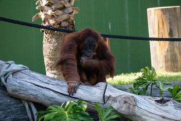 Sumatran Orangutan (Pongo abelii) © Tara
