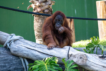 Sumatran Orangutan (Pongo abelii) © Tara