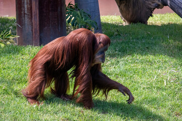 Sumatran Orangutan (Pongo abelii) © Tara