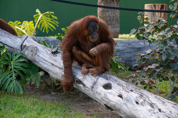 Sumatran Orangutan (Pongo abelii) © Tara
