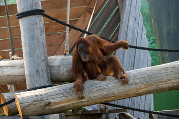 Sumatran Orangutan (Pongo abelii) © Tara
