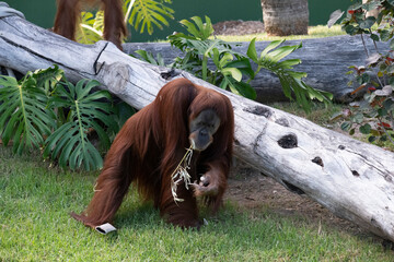 Sumatran Orangutan (Pongo abelii) © Tara